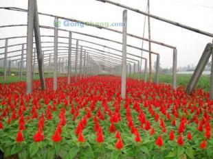 青州森淼花卉基地 優質雞冠花的生產與供應