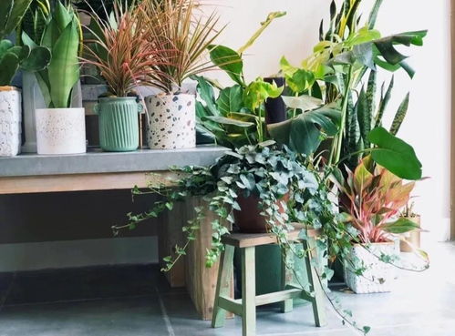 與花相伴 合肥精品花店指南，寒冬尋覓春天